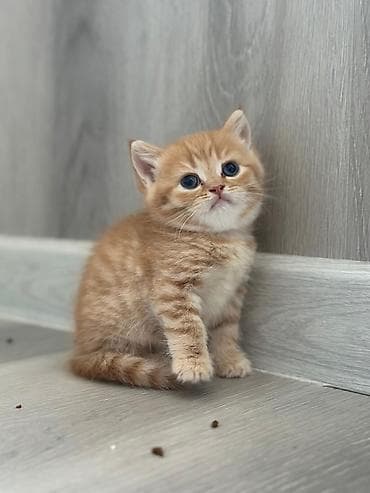 col pisiyi: Tabbi — 2