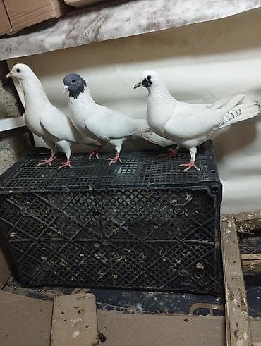 lelek: Evdə saxlanılan müxtəlif rəngli göyərçinlər - Növlər: uçan yerli — 8