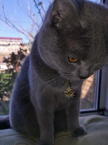 mavi rus pişiyi: Britan, Dişi — 1