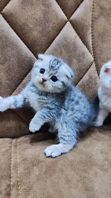 Gəmiricilər: Şotland — 2