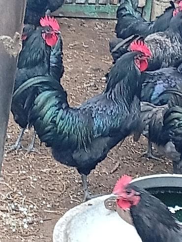 alman avcarkasi: Məhsul: Qara rəngli xoruzlar (yumurta və damazlıq üçün) təmiz — 2