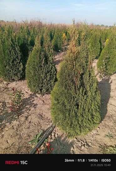 bitki satışı: Limonni yolka – dekorativ iynəyarpaq kol və ağaclar - Növlər: qızılı — 4