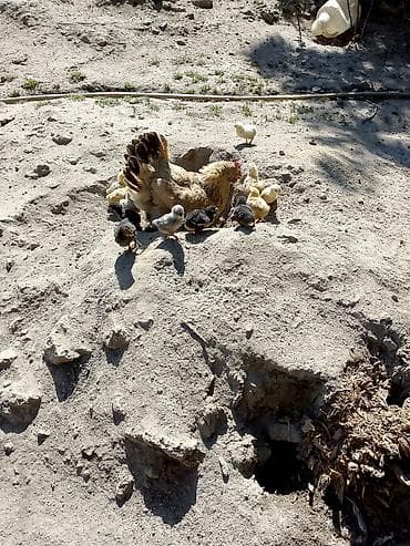 семейные общежития: Ekoturizm kənd həyatı təcrübəsi – dağ kəndində ailəvi istirahət — 4