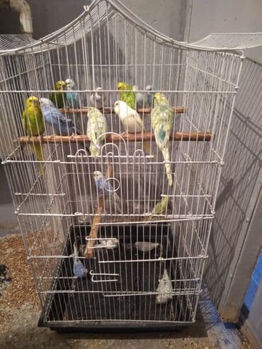 купить хамелеона в баку: 20 eded papuqay qefesle birlikde 200 manat su qabi yem qabida var — 3