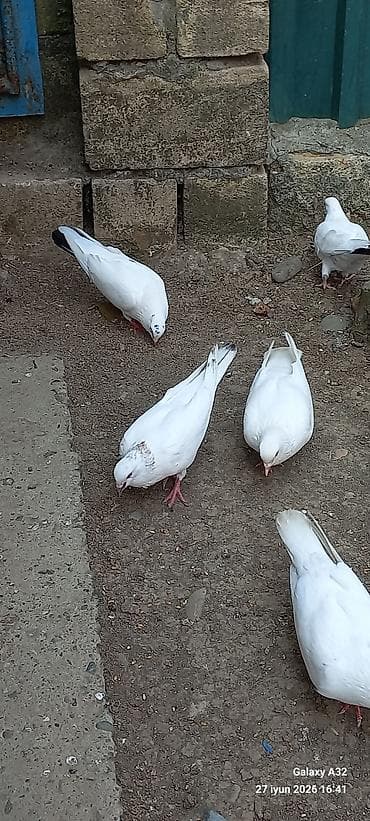 qus: Tam sağlam.2025_2026-ci ilin göyərçinləri.(qaraquyruq,kəkilli,)Super — 2
