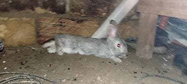 ev dovşanları: Boz rəngli ev dovşanı dişidi - Növ: ev dovşanı (qısa tüklü — 3
