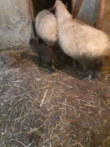 xacmazda satilan inekler: Biri birci qarndı bir 2ci bir 4 qardı quzun bir erkeydi 2si dişdi cidi — 6