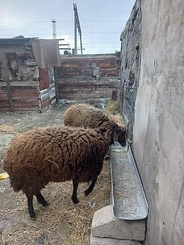 Quşlar: 11 ayligdi diri ceksin 65 kilodu ikisi bir yerde 1050 manat qoçlugda — 2