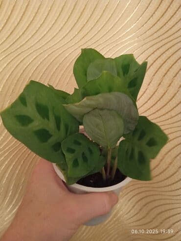 Otaq bitkiləri kolleksiyası – dörd müxtəlif növ şlam/saksı bitkisi 1)