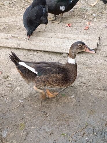 itlerin pulsuz verilmesi: Muscovy ördəkləri (indoördəklər) – yerli təsərrüfatda saxlanılan sürü — 3