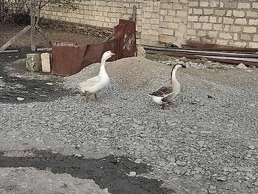 quş şekilleri: Salam linka kuban qaz satlir fere yumurtaya teze dusub 7 eded — 4