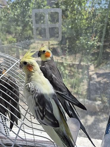qus qefes: Hazır bala verən cüt (Cockatiel) tutuquşuları – bir cüt - Növ: Nimfa — 1