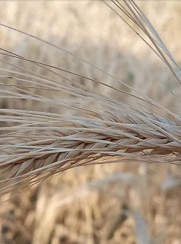mal satisi: SATİRAM ARPA. 20 ton. (şeş qoşa) 0,29gəp.-1kg Cəlilabadda — 1