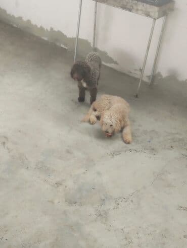 toy pudel satışı: Pudel — 4