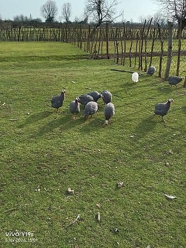 pişik qovan aparat: Salam seyzar firəng quşunun tam mayali yumurtasi satiram qiyməti biri — 4