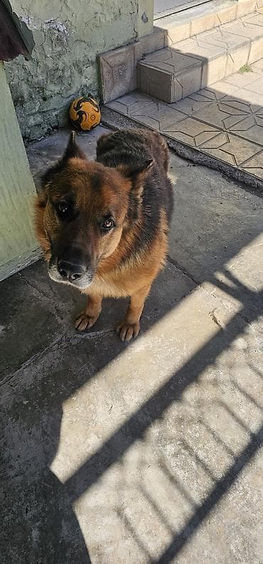 dagistan coban iti: Alman çoban iti — 6