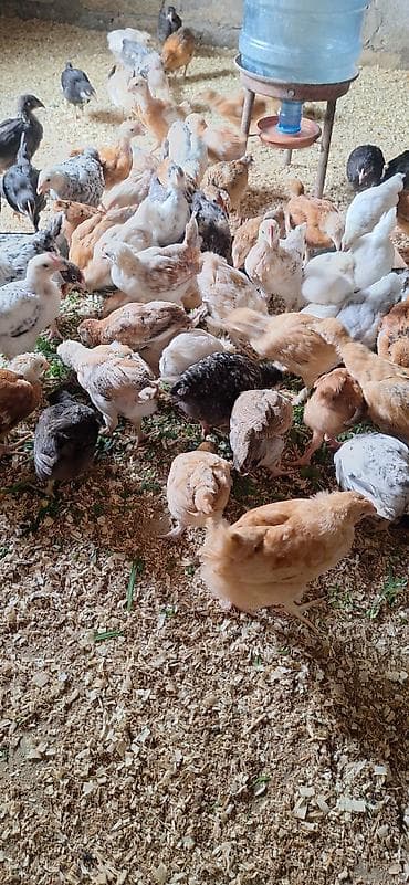 ataks cuceleri: Toyuq cücələri, Damazlıq — 4