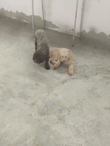 toy pudel satışı: Pudel — 1