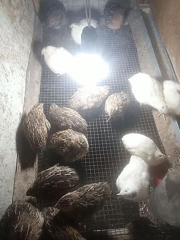 Salam Aleykum.50 günün bildirçinleridi,ancaq erkek satilir kesmek veya