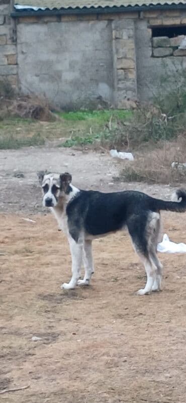 it davası: Qurdbasar, 8 ay, Erkek, Peyvəndli, Pulsuz çatdırılma — 1