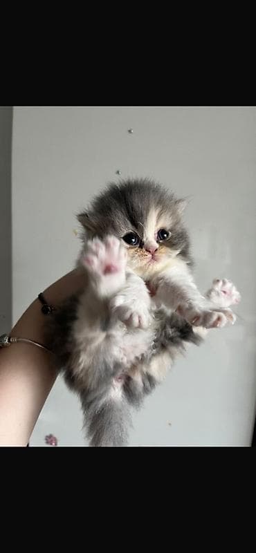 Şirin pişik balaları – uzun tüklü, boz-ağ rəngli - Cins: Uzun tüklü