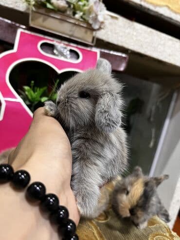 cuce yem qabi: Salam🖐🏻.Her biri real dovşan şekilleridir öz heyetimde saxladığım — 14