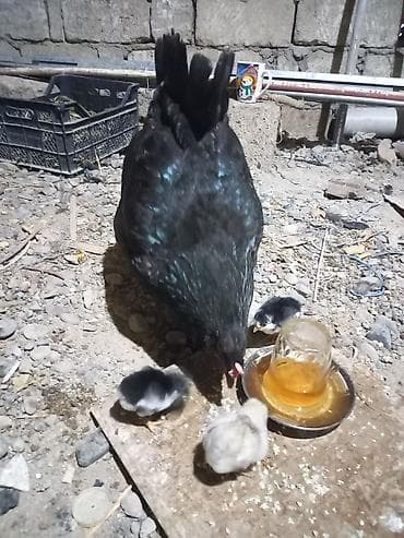 hamster satisi: Toyuq, Australorp, Damazlıq, Ünvandan götürmə — 8