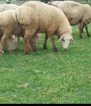 heyvan mal: Qurbanlıq quzular var hər çəkidə ünvan Göyçay seheri - Cins: - Rəng — 1
