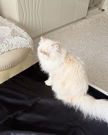 şirin pişik şekilleri: Fars, Erkək, Cütləşmə üçün — 4