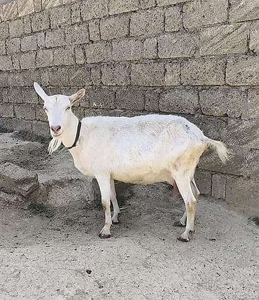 Oxu Sonra Zəng Elə təmiz orginal Sani hal hazırda sağılır 3 litrə lalafo.az -da Oxu Sonra Zəng Elə təmiz orginal Sani hal hazırda sağılır 3 litrə