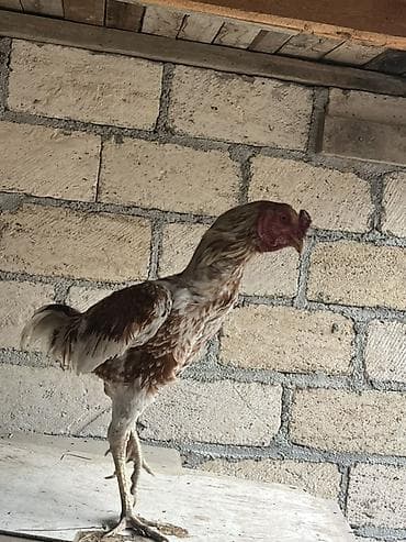 oğlan it adları: Xoruz, Heyratı, il: <1 — 5