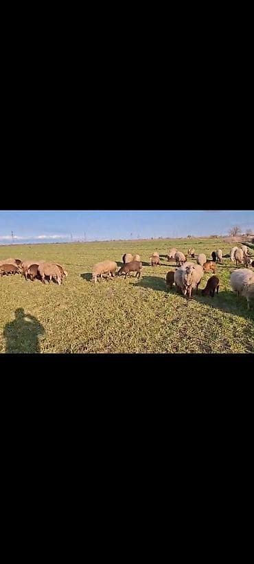 meymunun qiymeti: Dişi, il: 1, 40 kq, Damazlıq, Ünvandan götürmə — 7