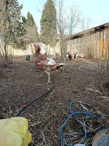 Pişiklər: Təmiz həyət heyvanidi broyler deyil 11 ayliq 8.2 kg diri çəkisi — 3