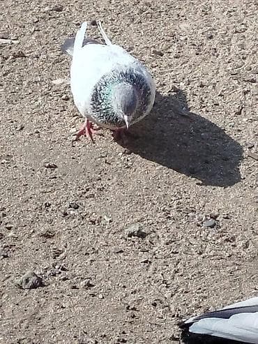 it balasi satisi: Salam tam sağlam quşlardir 5-10 azn arası — 8