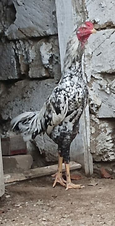 sabuncu toyuq bazari 2023: Xoruz, il: 1, Ünvandan götürmə — 2