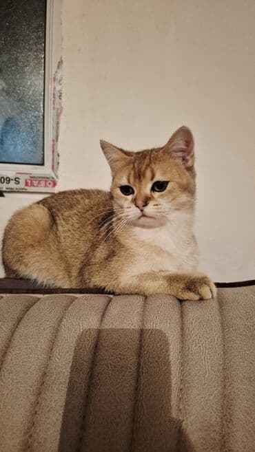 pişik etibarlı əllərə verilir: Qızıl şinşilla, Erkək, Cütləşmə üçün — 6