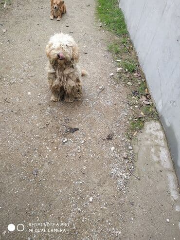 itler haski: İki it bir yerdə təqdim olunur. - İt 1: Açıq bej rəngli, uzun və — 7