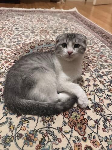 pişik ucun yataq: Şotland yastı qulaq — 1