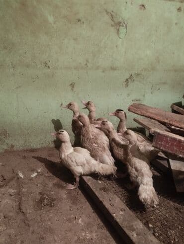 simmental inək satılır: Mallar: Misk ördəyi balaları (indo-ördəklər) Təsvir: - Şəkildə 7–8 — 1