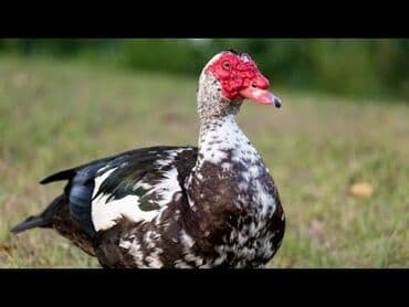 Salam 5 Ədəd Quban Ördək 3 aylıq 3 Ədəd Lal Ördək 2 aylıq 2 dişi