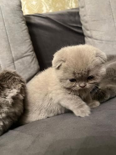 pişik yuva: Şotland — 10