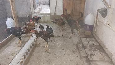 Məhsul: Uzunboylu, sərt quruluşlu yerli döyüş/eyni vaxtda ət