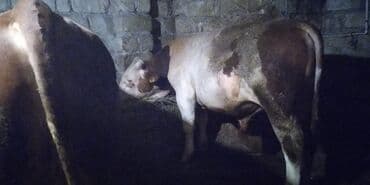 bakida cins ineklerin satisi: Erkək, Simental, il: 1, Ətlik, Ünvandan götürmə — 7