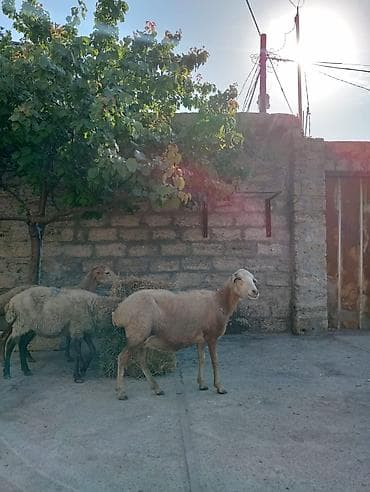 Коровы, быки: Tecili olaraq 3eded tam saglam bogaz heyvanlardi tez bir zamanlarda — 2