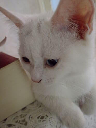 pişik ucuz: Dişi, Yaxşı əllərə, Ödənişli çatdırılma — 10