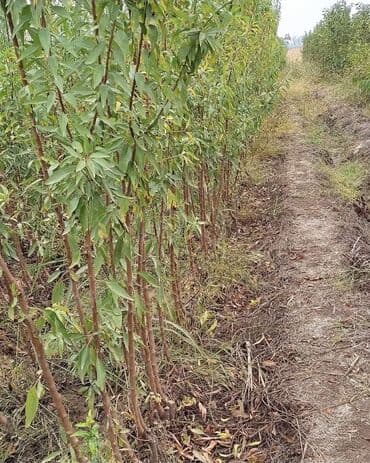 ucuz seyf qapilar: ​🌿 SAQİ TİNGÇİLİK: Bağınıza Həyat Verin! 🌿 ​Tərtər keyfiyyəti bütün — 9