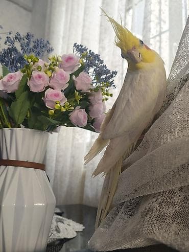 bulbul quşu: Erkək karella satıram, adı "Maestro" -dur gözəl melodiyalar oxuyur — 6