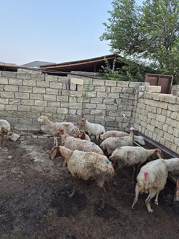 gence itler: 12 baş Qoyun içində şişəydə var– ana və gənc başlar - Növ: yerli — 4