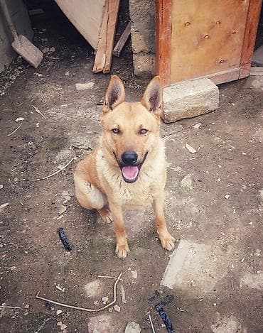 afcarka itləri: İt – orta ölçülü, qızılı-qəhvəyi rəngli, dik qulaqlı - Aktiv və çevik — 2