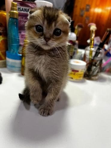 pişik eşyaları: Şotland yastı qulaq — 3